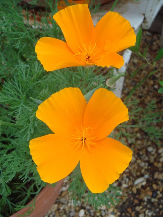 Eschscholtzia californica fleur (2)